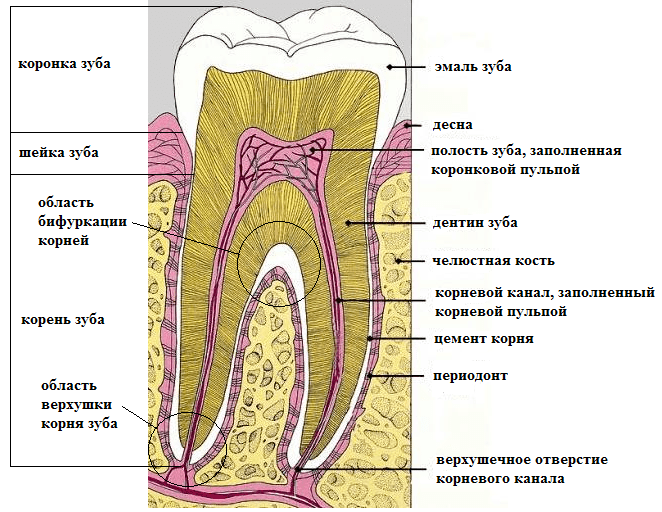 лечение каналов зубов